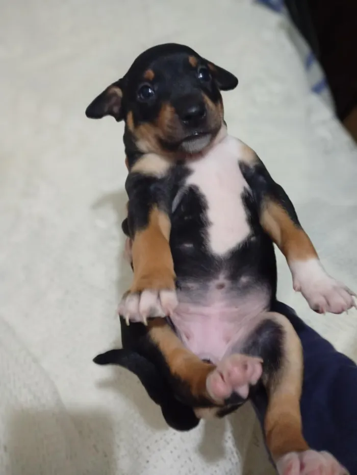 Cachorro raça SRD-ViraLata idade Abaixo de 2 meses nome sem nome