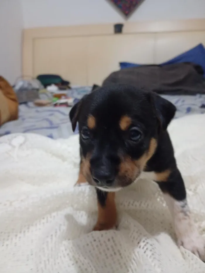 Cachorro raça SRD-ViraLata idade Abaixo de 2 meses nome sem nome