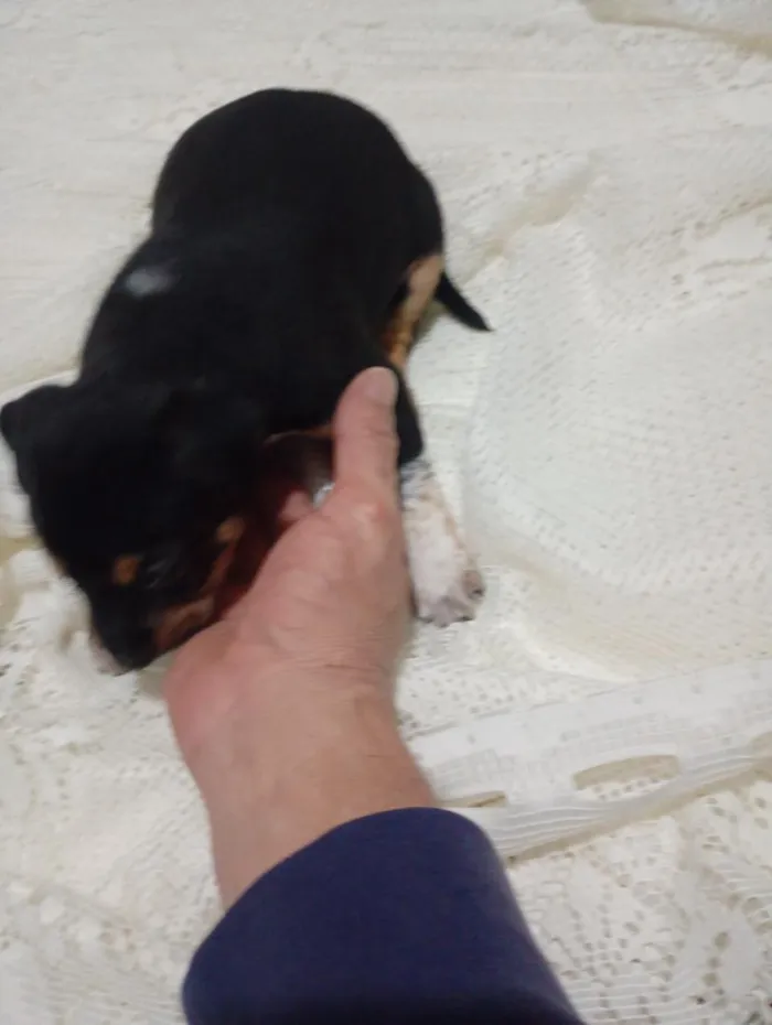 Cachorro raça SRD-ViraLata idade Abaixo de 2 meses nome sem nome