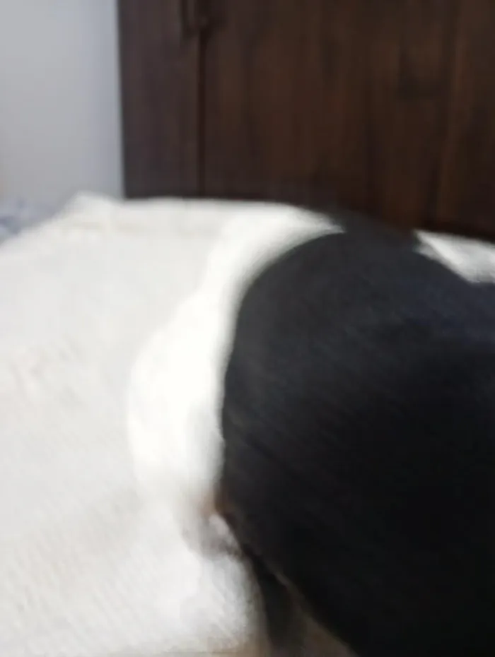 Cachorro raça SRD-ViraLata idade Abaixo de 2 meses nome sem nome