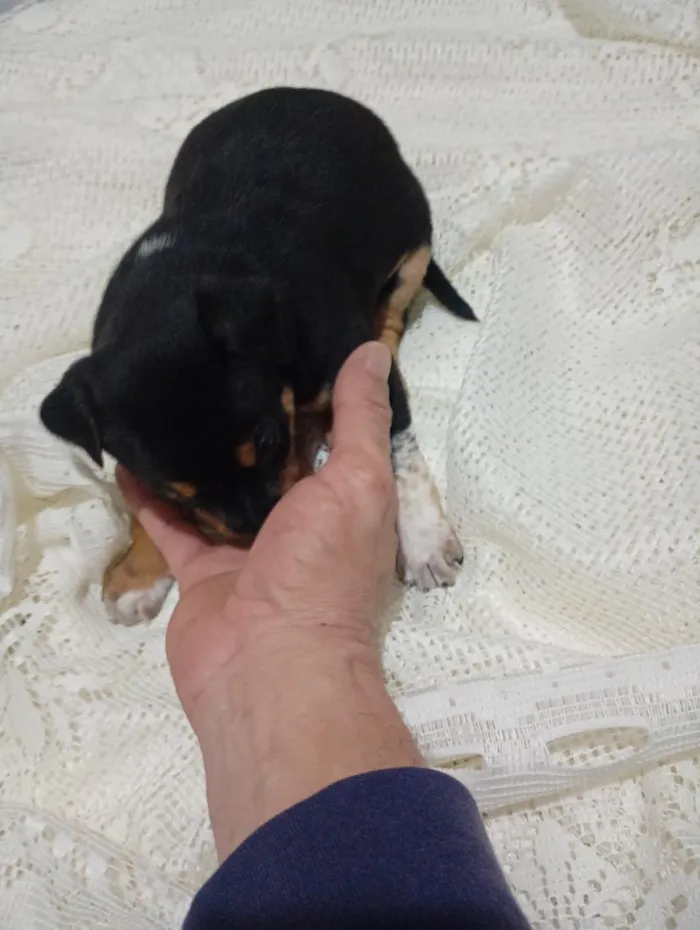 Cachorro raça SRD-ViraLata idade Abaixo de 2 meses nome sem nome