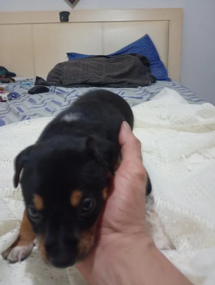 Cachorro raça SRD-ViraLata idade Abaixo de 2 meses nome sem nome