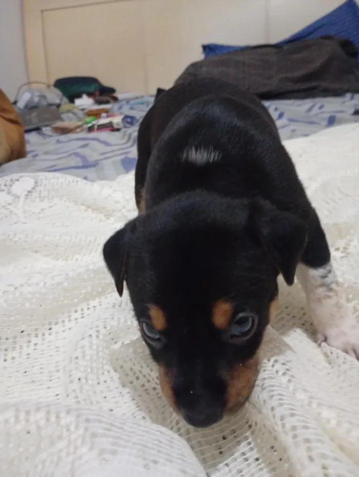 Cachorro raça SRD-ViraLata idade Abaixo de 2 meses nome sem nome