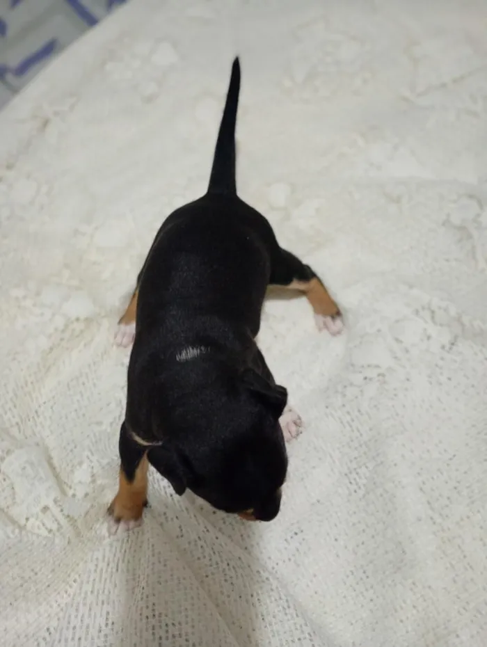 Cachorro raça SRD-ViraLata idade Abaixo de 2 meses nome sem nome