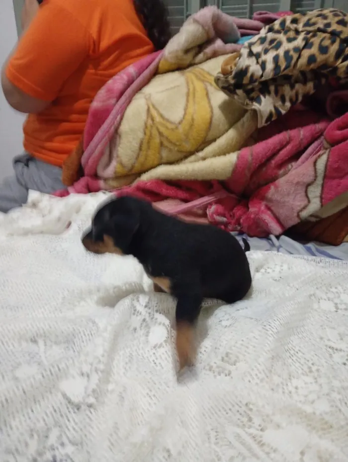 Cachorro raça SRD-ViraLata idade Abaixo de 2 meses nome sem nome