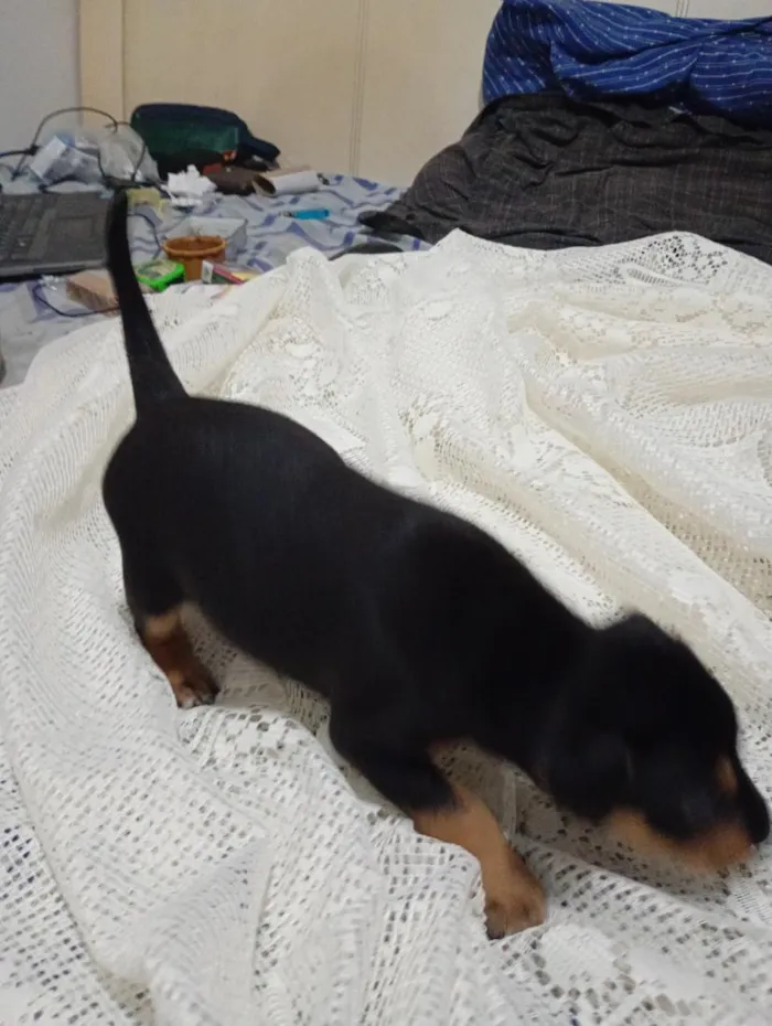 Cachorro raça SRD-ViraLata idade Abaixo de 2 meses nome sem nome