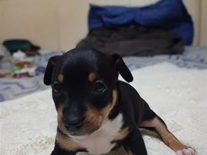 Cachorro raça SRD-ViraLata idade Abaixo de 2 meses nome sem nome