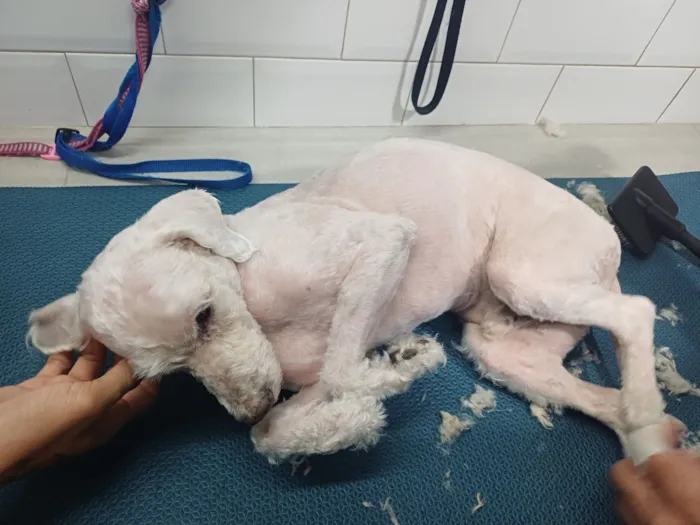 Cachorro raça SRD-ViraLata idade 6 ou mais anos nome Samuel