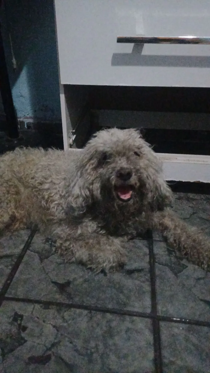 Cachorro raça SRD-ViraLata idade 6 ou mais anos nome Samuel