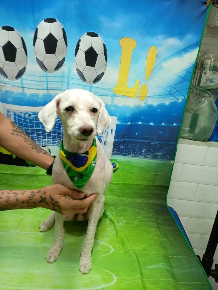 Cachorro raça SRD-ViraLata idade 6 ou mais anos nome Samuel