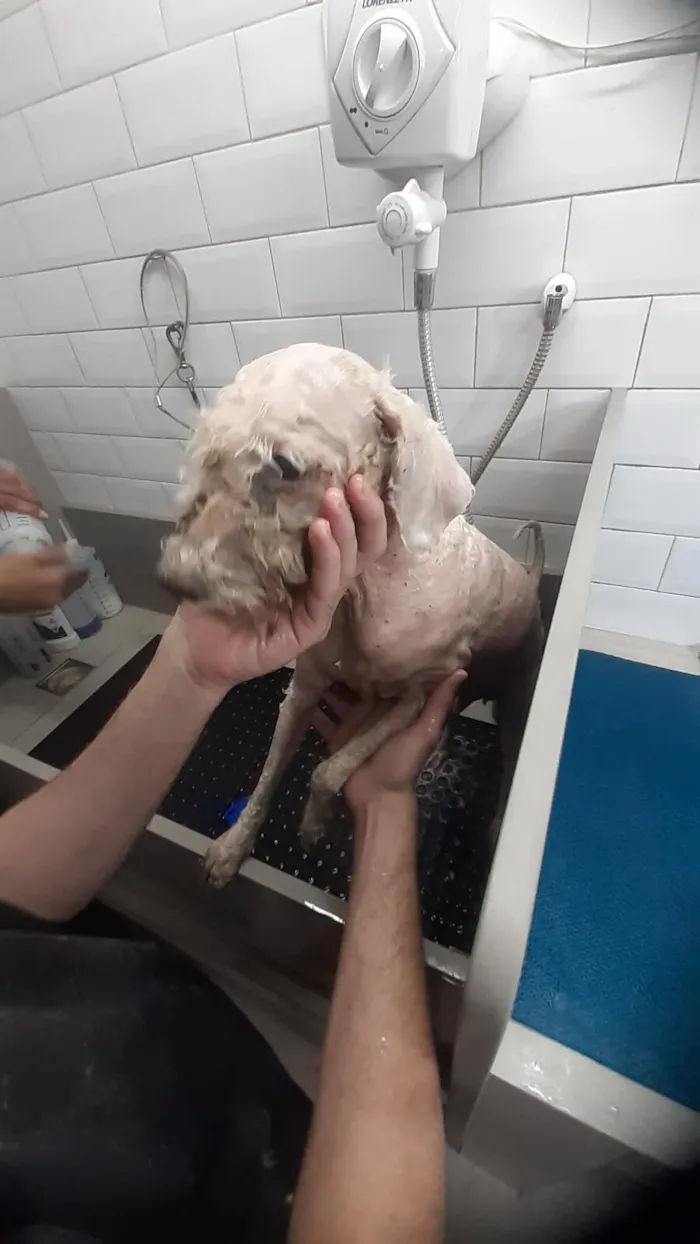 Cachorro raça SRD-ViraLata idade 6 ou mais anos nome Samuel