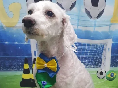 Cachorro raça SRD-ViraLata idade 6 ou mais anos nome Samuel