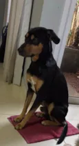 Rex