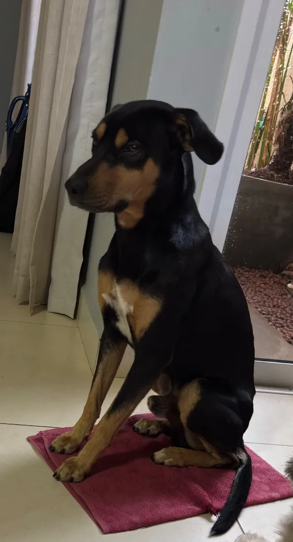 Cachorro raça SRD-ViraLata idade 2 anos nome Rex