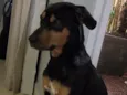Rex