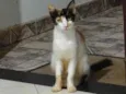 gatinha 