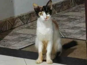 Gato raça SRD-ViraLata idade  nome gatinha 