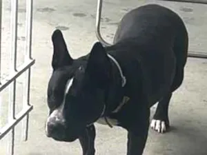 Cachorro raça Pit-Bull idade 5 anos nome Tully