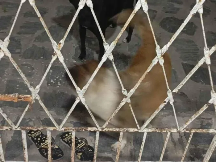 Cachorro raça SRD-ViraLata idade 6 ou mais anos nome chappie 