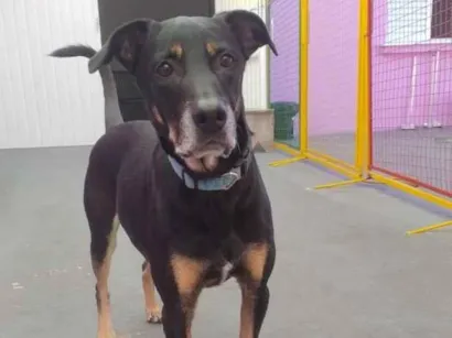 Cachorro raça SRD-ViraLata idade 6 ou mais anos nome Bono
