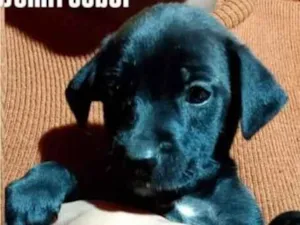Cachorro raça SRD-ViraLata idade 2 a 6 meses nome Filhote Preto 2 meses