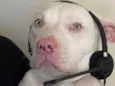 Darius