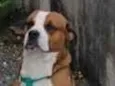 Scooby