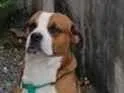 Cachorro raça Boxer idade 3 anos nome Scooby