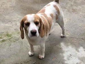Cachorro raça SRD-ViraLata idade 2 anos nome Duck