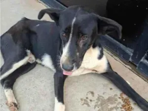 Cachorro raça SRD-ViraLata idade 1 ano nome Filhotinho