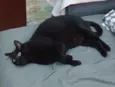 Mimo