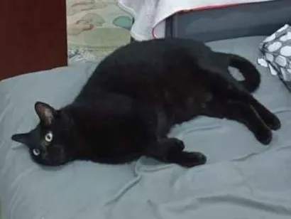 Gato raça SRD-ViraLata idade 1 ano nome Mimo