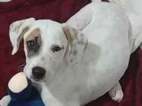 Cachorro raça SRD-ViraLata idade 2 a 6 meses nome Pirata