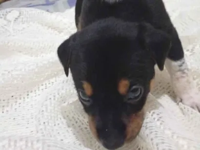 Cachorro raça SRD-ViraLata idade Abaixo de 2 meses nome sem nome