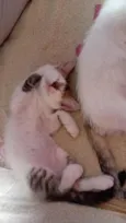minininho