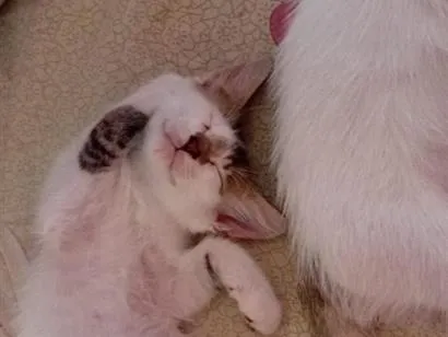 Gato raça SRD-ViraLata idade 2 a 6 meses nome minininho