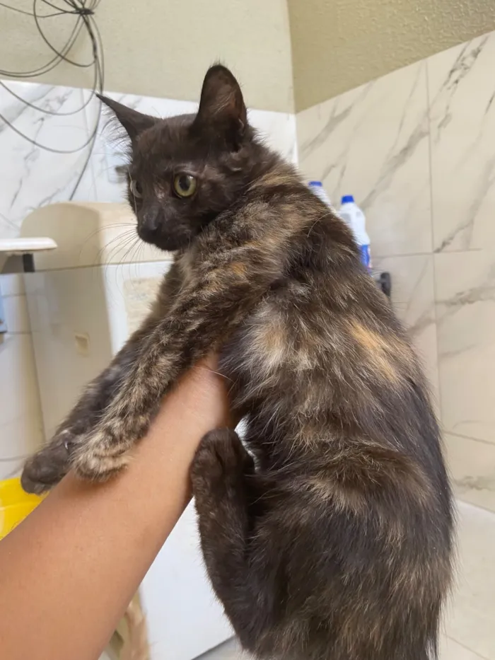 Gato raça SRD-ViraLata idade 2 a 6 meses nome Procurando um dono 