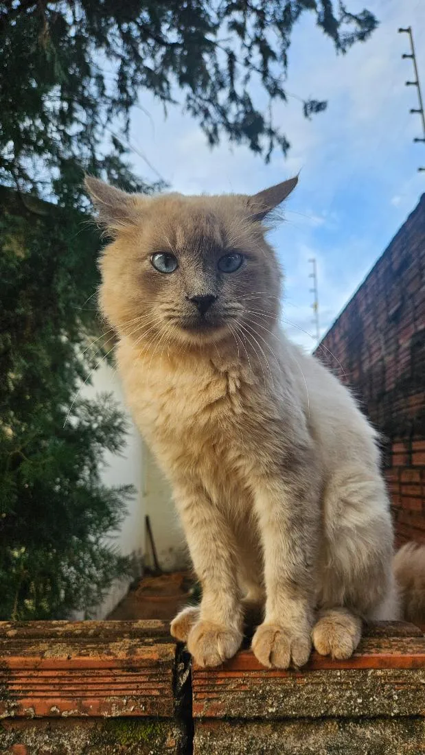 Gato raça Siamês idade 1 ano nome não sei