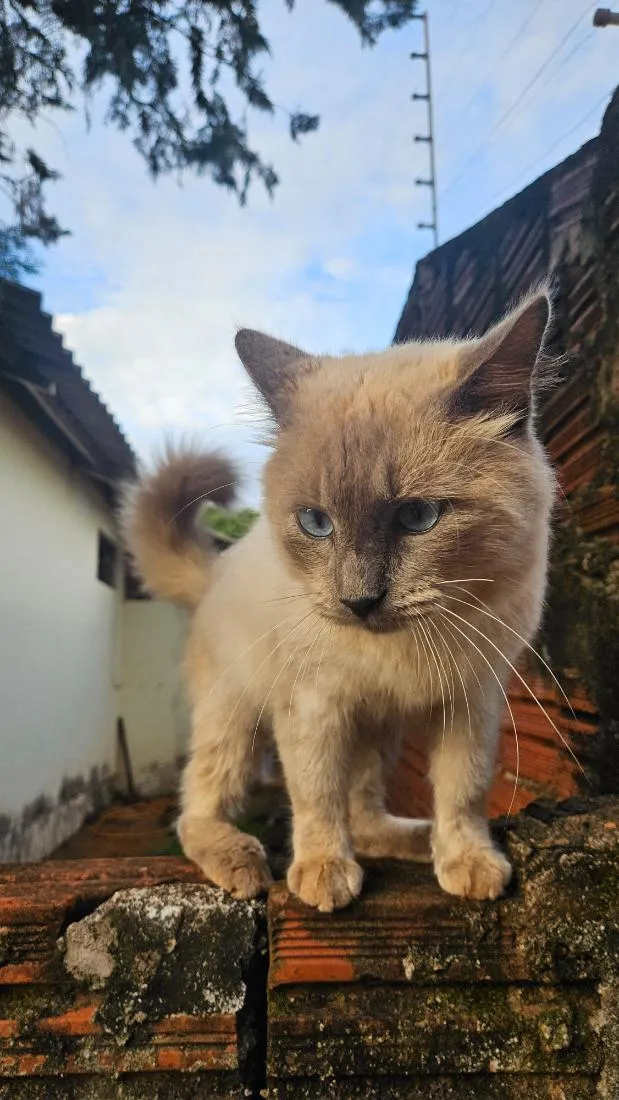 Gato raça Siamês idade 1 ano nome não sei