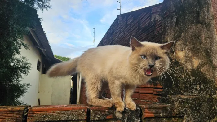 Gato raça Siamês idade 1 ano nome não sei
