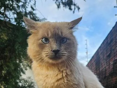 Gato raça Siamês idade 1 ano nome não sei
