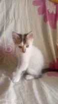 minininho