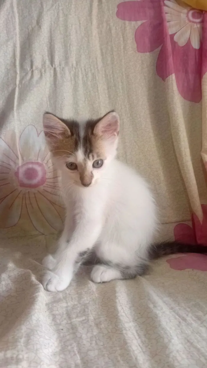 Gato raça SRD-ViraLata idade 2 a 6 meses nome minininho
