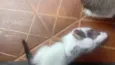 minininho