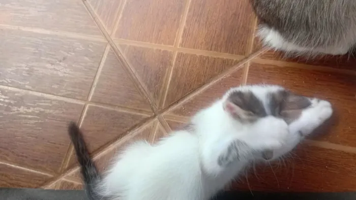 Gato raça SRD-ViraLata idade 2 a 6 meses nome minininho
