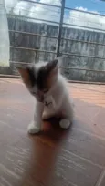 minininho