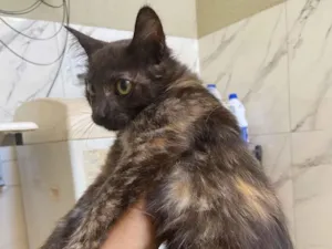 Gato raça SRD-ViraLata idade 2 a 6 meses nome Procurando um dono 