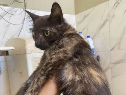 Gato raça SRD-ViraLata idade 2 a 6 meses nome Procurando um dono 