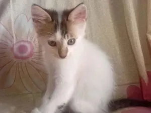 Gato raça SRD-ViraLata idade 2 a 6 meses nome minininho