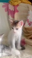 bela